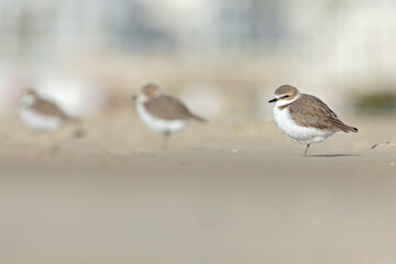 Kentish Plover (Charadrius alexandrinus) in natural habitat. Coastal bird photography ideal for nature, wildlife, and conservation projects.