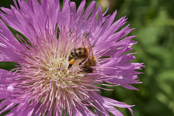 Psephellus whitewashed (lat. Psephellus dealbatus) is an herbaceous plant, a species of the genus Psephellus, of the Asteraceae family. The bee collects pollen and nectar from the flowers.
