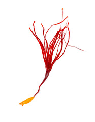 Crimson Saffron Threads