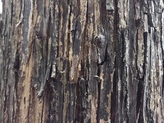 old wood texture