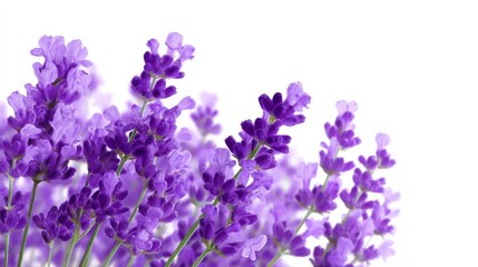 A beautiful collection of lavender flowers. Their vibrant purple color brings joy and peace. Ideal for home decor or wellness topics. Capture the essence of nature with this artistic image. AI
