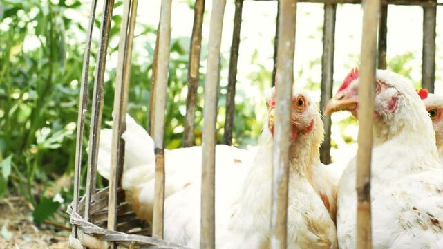 A close-up of a white hen with red comb against a blurred background on a farm during the early morning light. A close-up view of a white hen near a chicken coop during golden hour in a rural backyard