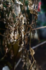 
Wilted, dried-up plant leaves showing signs of disease and decay, perfect for illustrating plant pathology, crop failure, and agricultural research on plant diseases like Fusarium and Erwinia.