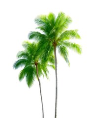 Two tall palm trees sway gently under the bright sunny sky. Their lush green fronds create a tropical vibe. Perfect for travel or nature themes. Fresh and vibrant. AI