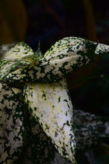 Stunning Dracaena Surculosa leaves with unique white and green variegation, perfect for interior design, botanical illustrations, or lush indoor plant visuals.