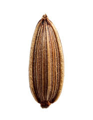 Single Caraway Seed Close-up