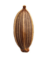 Caraway Seed Close-up