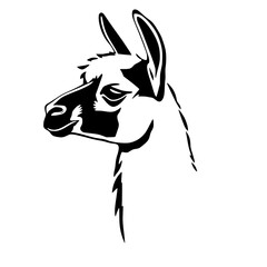 Fototapeta premium Llama Profile: A bold, black and white line art illustration of a llama's head, showcasing its distinctive features and serene expression against a white background.