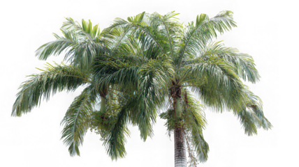 Tropical palm tree with lush green leaves isolated transparency