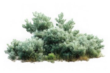Bush green foliage isolated transparency background, natural shrub