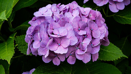 鮮やかな紫が映える紫陽花のクローズアップ