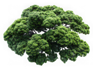 Lush green tree with dense foliage isolated transparency background