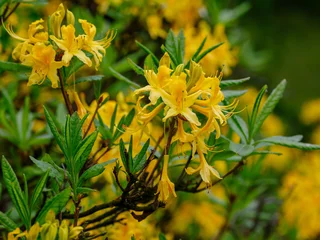 Fotobehang Azalea Rhododendron luteum Sweet blooms in spring season  © Flower_Garden