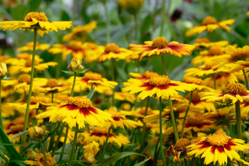 Coreopsis Perennials in the garden