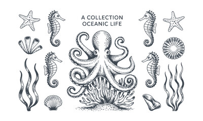  Vector illustration inspired by a detailed hand-drawn marine life collection, seaweed, seashells, tropical fish, seahorses, sea stars, jellyfish, octopus, and marine plants, easily editable.