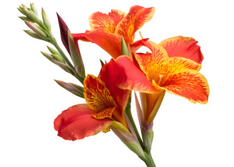 Canna Lily Isolated On Transparent Backgrounds