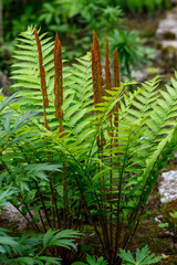 Osmundastrum is genus of leptosporangiate ferns in the family Osmundaceae with one living species,...