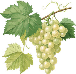 Fototapeta premium bunch of grapes isolated on white