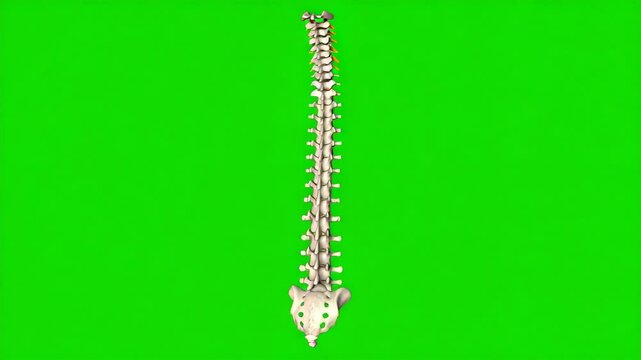 Skeleton on green screen background for creative and educational purposes in various projects