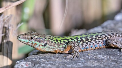 Podarcis siculus - Italian Wall Lizard, invasive species on Crete