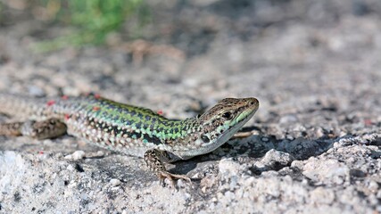 Podarcis siculus - Italian Wall Lizard, invasive species on Crete