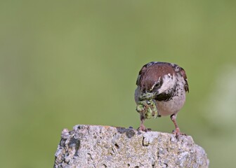 Italian Sparrow (Passer italiae), Crete 