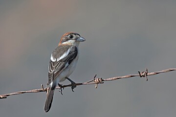 Woodchat Shrike (Lanius senator), Crete 