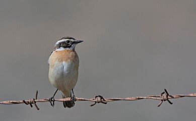 Whinchat - Saxicola rubetra, Crete, Greece