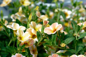 Calibrachoa (Celebration Caramel) in the garden