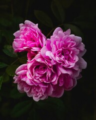 pink and white peony