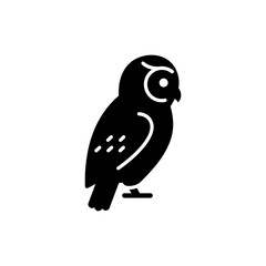 Owl with Head Turned Wild Bird Close-up in Natural Habitat