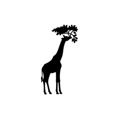 Giraffe eating tree leaves with long neck in natural savannah habitat