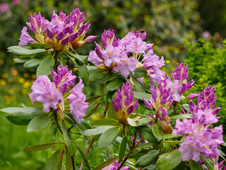 Rhododendron 'Babites Lavanda' blooms in garden