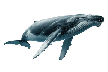 Fototapeta premium Humpback whale swimming gracefully flippers extended serene scene