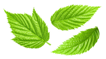 Raspberry leaf collection Clipping Path. Raspberry leaf isolated on white background