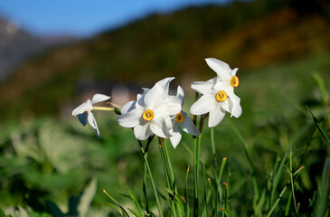 white spring flowers