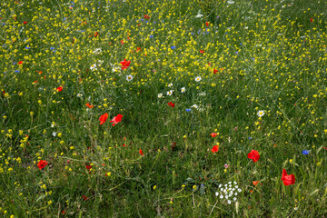 Colorful wildflowers in a field with poppies and daisies. Red, blue, yellow and white wild flowers with green grass. A pretty field of flowers. Meadow with flora in the UK.