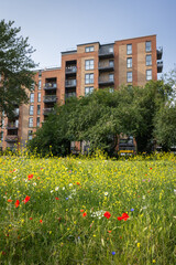 Pretty wildflowers in a park with an apartment building behind. Southall, Greater London, UK.