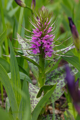 Dactylorhiza maculata is a species of herbaceous plant of the genus Dactylorhiza of the Orchidaceae...