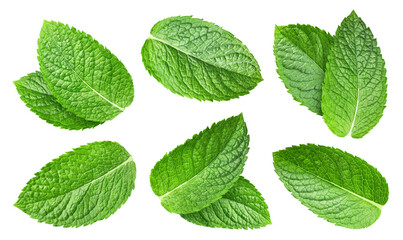 Mint leaf collection isolated. Mint leaf on white. Full depth of field. With clipping path