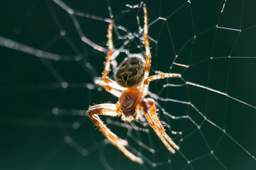 Detailed view of a spider weaving a web in a natural setting during daylight in the garden