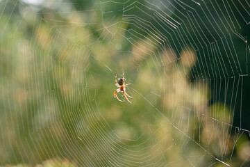 Spider weaving a delicate web in a sunlit garden during the early afternoon