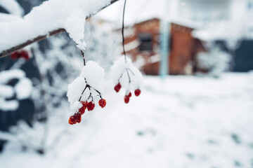 A branch covered in snow and red berries