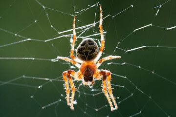 Close up of a spider weaving its intricate web in a green outdoor setting during daylight