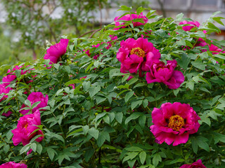 Tree peony , or semi-shrub peony ( Latin- Paeonia suffruticosa) blooms in garden