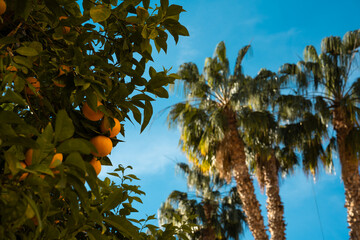 Bright oranges on a tree with palm trees swaying under a clear blue sky in a warm climate