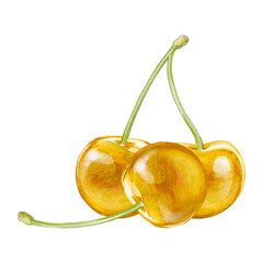 cherry digital waterolor stock illustration