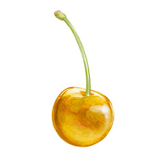 cherry digital waterolor stock illustration