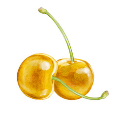 cherry digital waterolor stock illustration