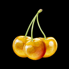 cherry digital waterolor stock illustration